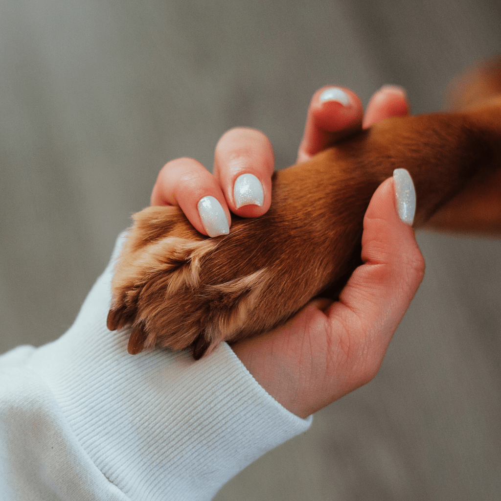 Holistic animal wellness and pet coach